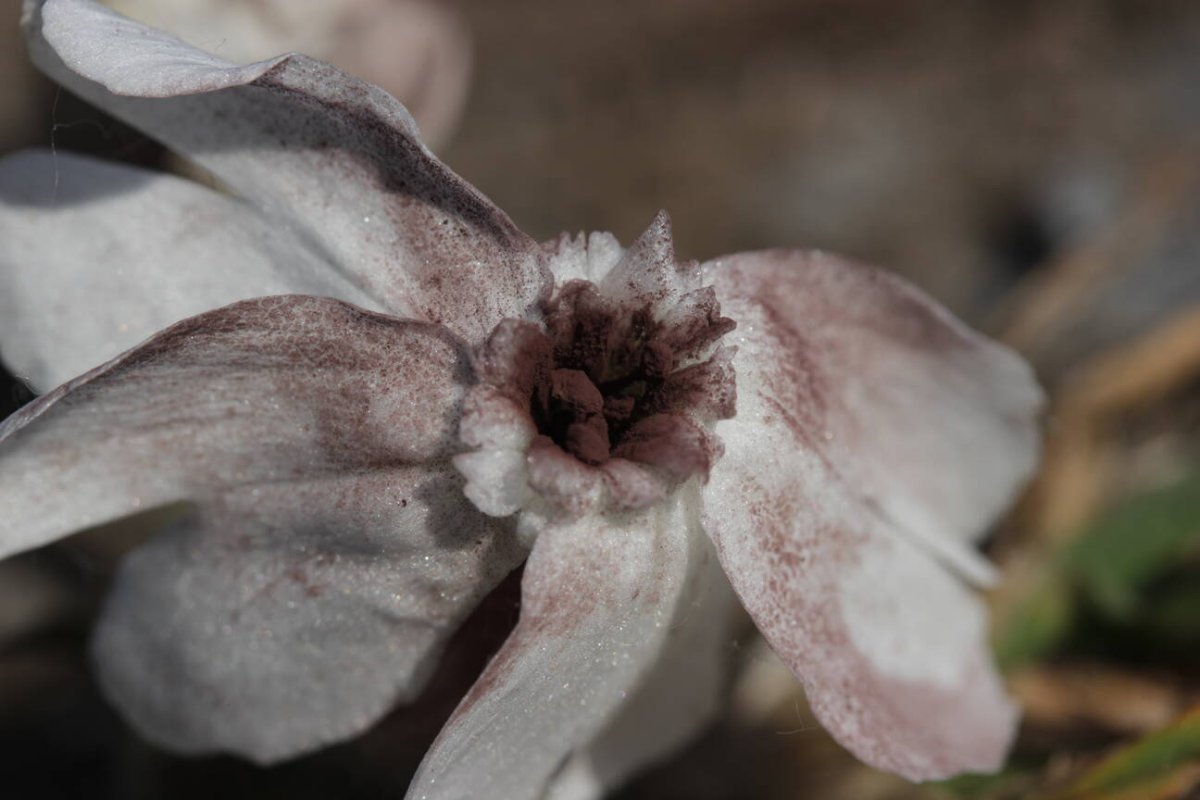 Rheinaue Friemersheim-0030.jpg