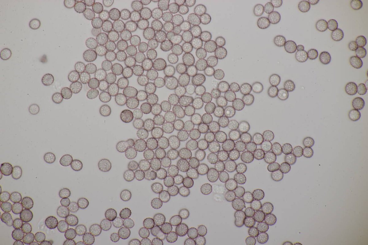 Rheinaue Friemersheim-0117.jpg