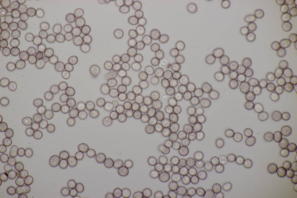 Rheinaue Friemersheim-0118.jpg