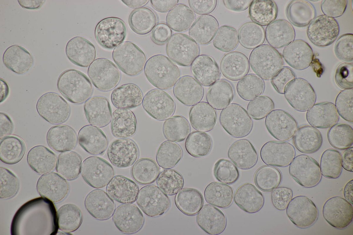 Rheinaue Friemersheim-0096.jpg