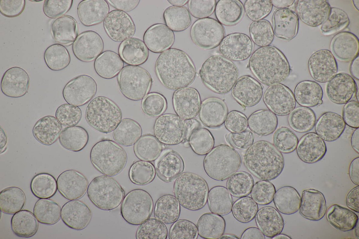 Rheinaue Friemersheim-0097.jpg