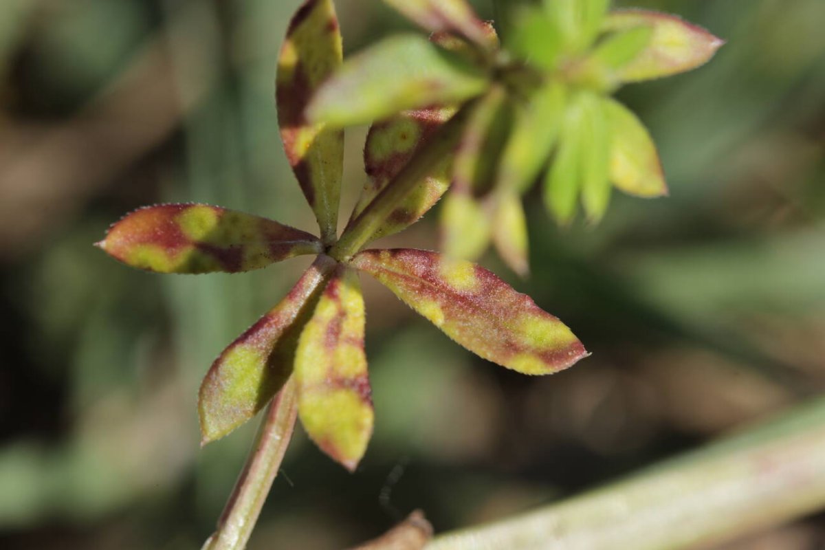 Rheinaue Friemersheim-0035.jpg