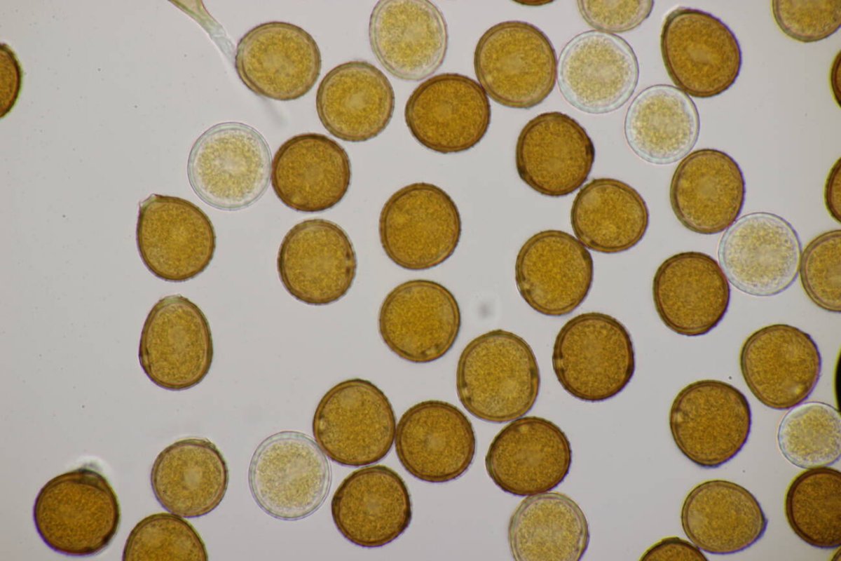 Rheinaue Friemersheim-0098.jpg