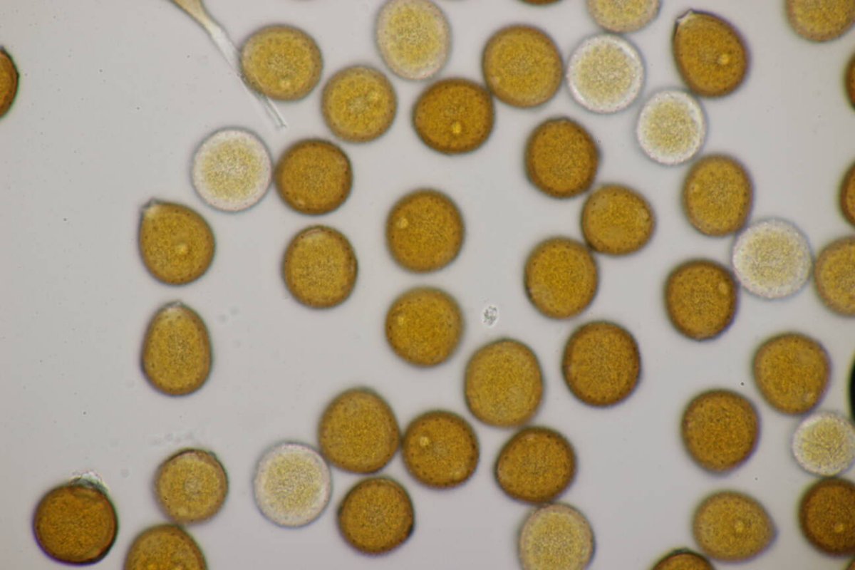 Rheinaue Friemersheim-0099.jpg