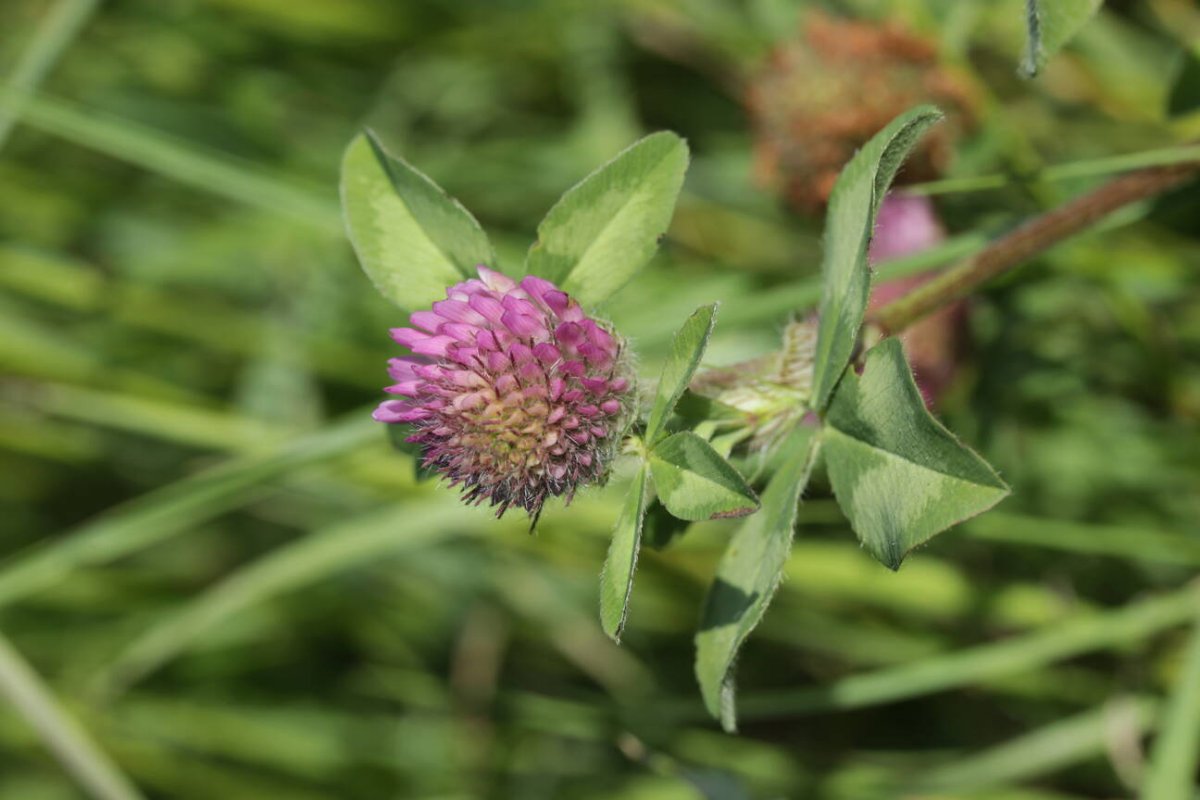 Rheinaue Friemersheim-0036.jpg