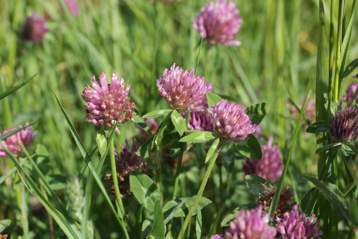 Rheinaue Friemersheim-0038.jpg