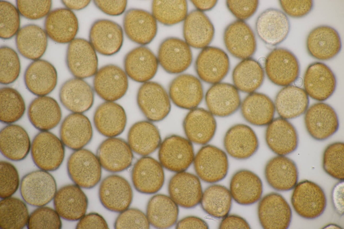 Rheinaue Friemersheim-0107.jpg