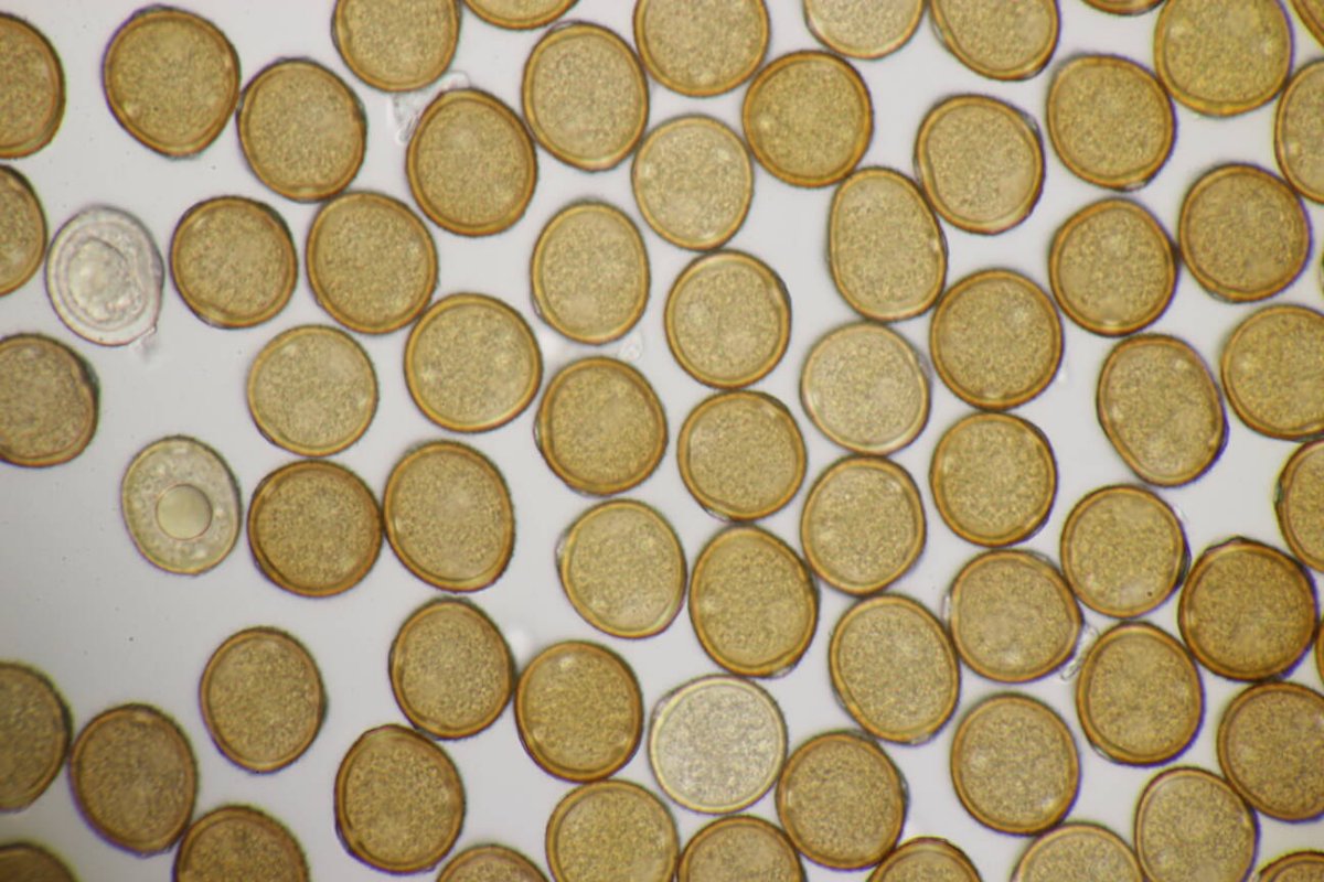 Rheinaue Friemersheim-0108.jpg