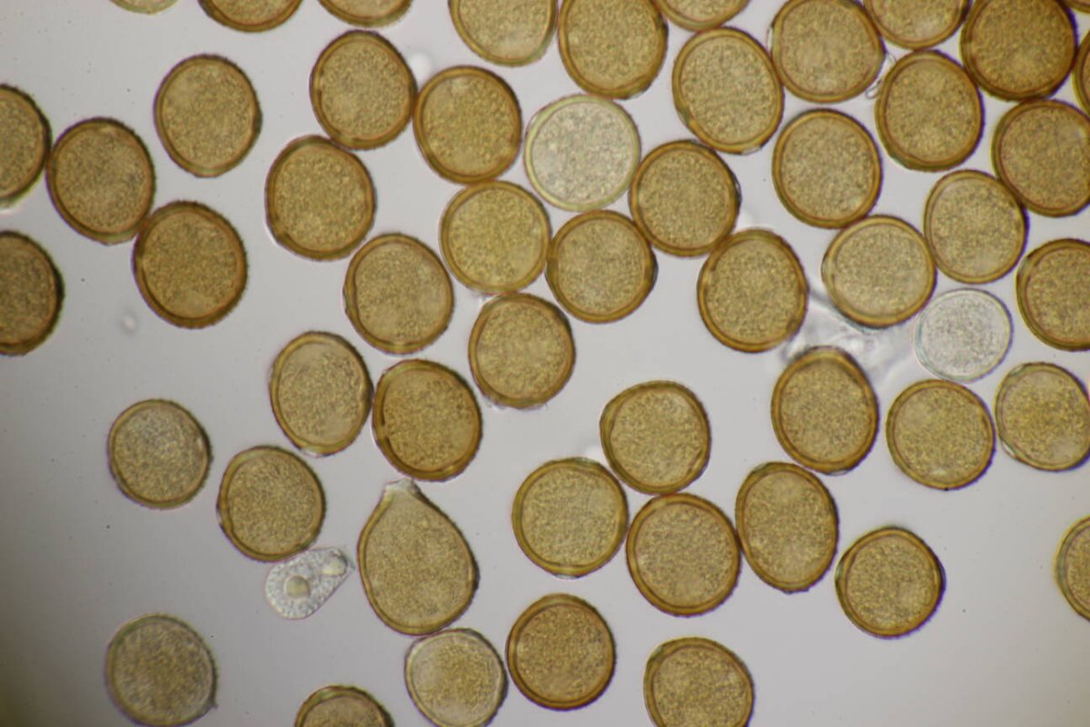 Rheinaue Friemersheim-0112.jpg