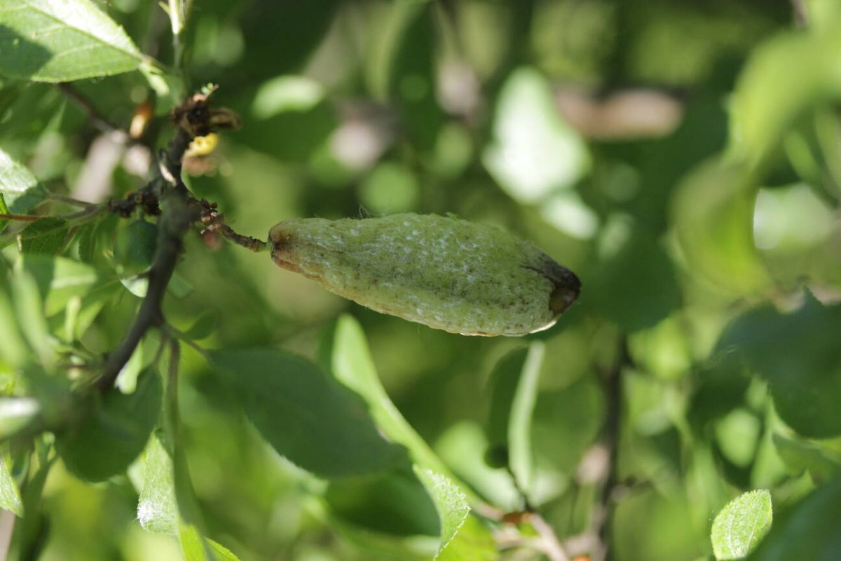 Rheinaue Friemersheim-0054.jpg