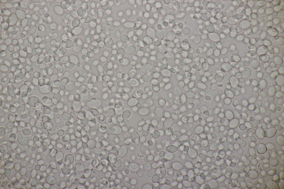 Rheinaue Friemersheim-0090.jpg