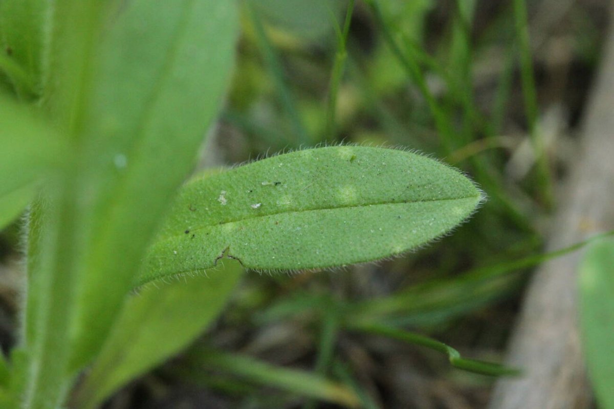 Rheinaue Friemersheim-0062.jpg
