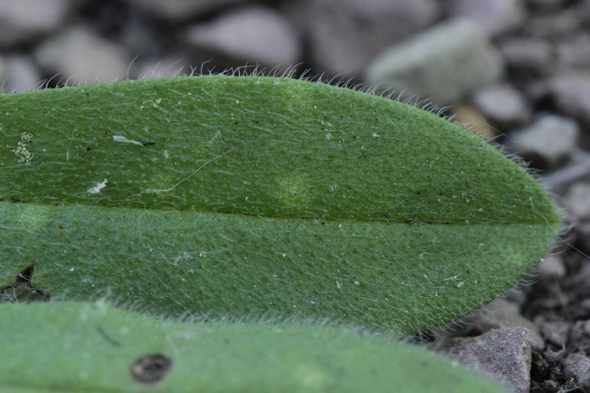 Rheinaue Friemersheim-0067.jpg