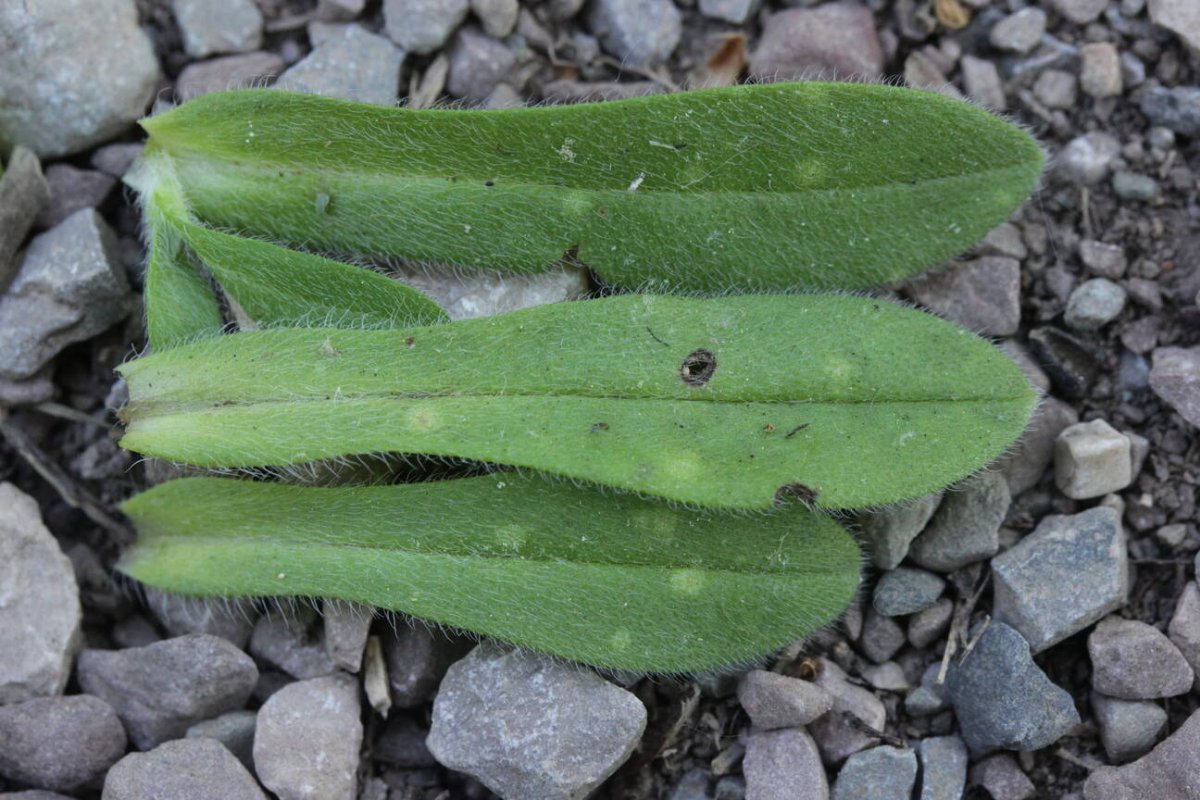 Rheinaue Friemersheim-0069.jpg