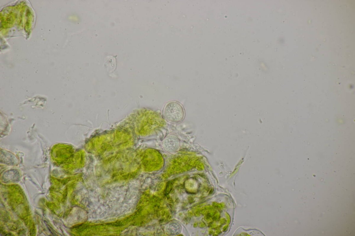 Rheinaue Friemersheim-0104.jpg