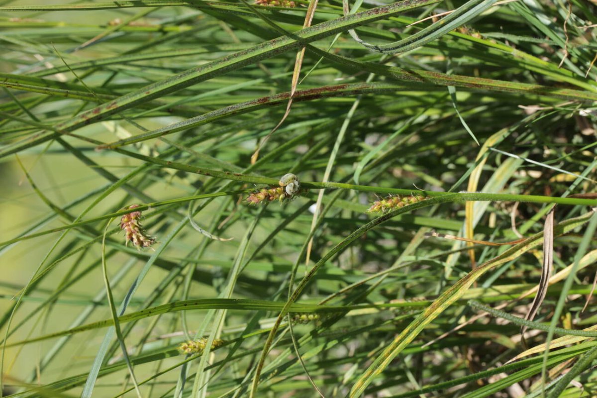 Rheinaue Friemersheim-0072.jpg