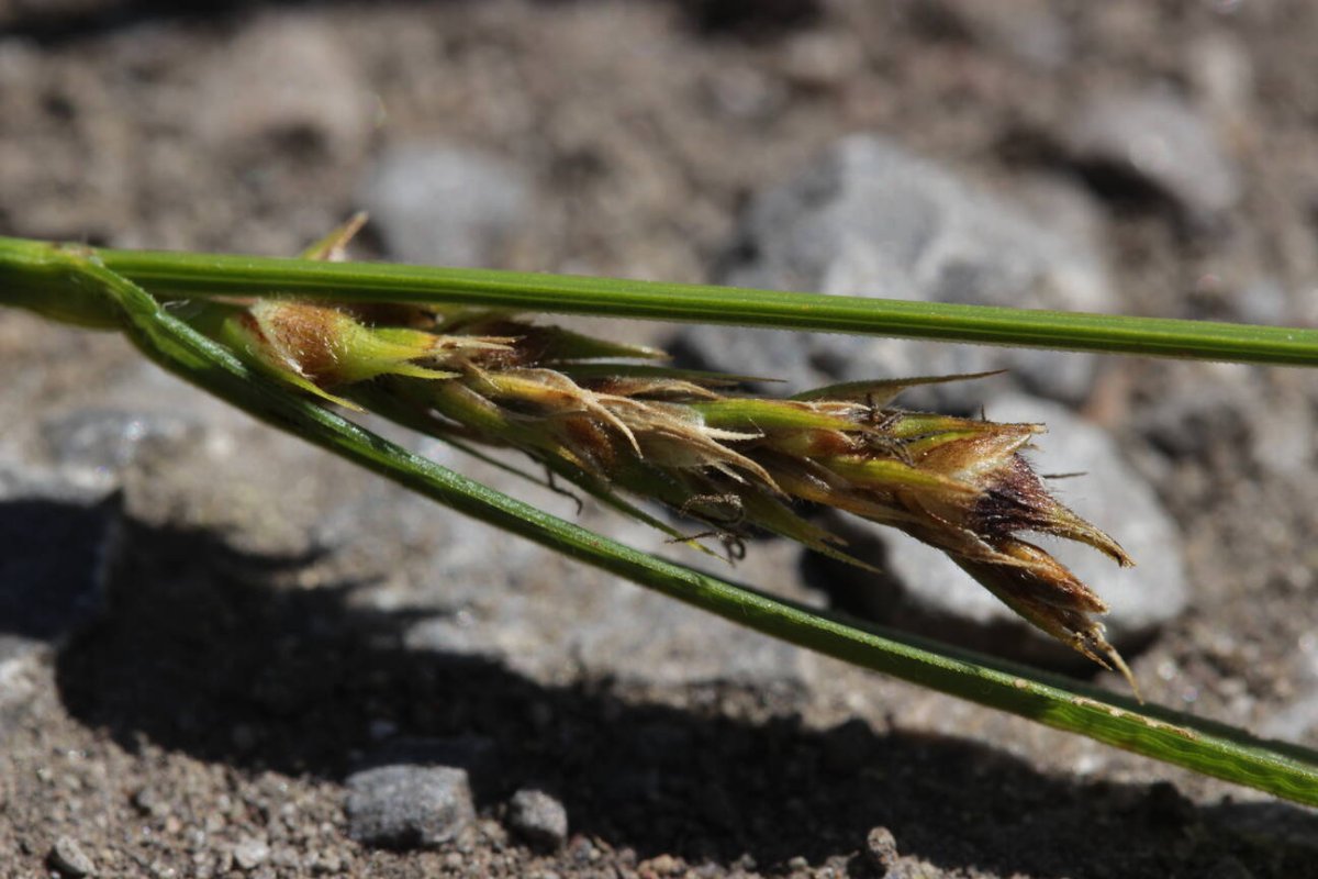 Rheinaue Friemersheim-0077.jpg