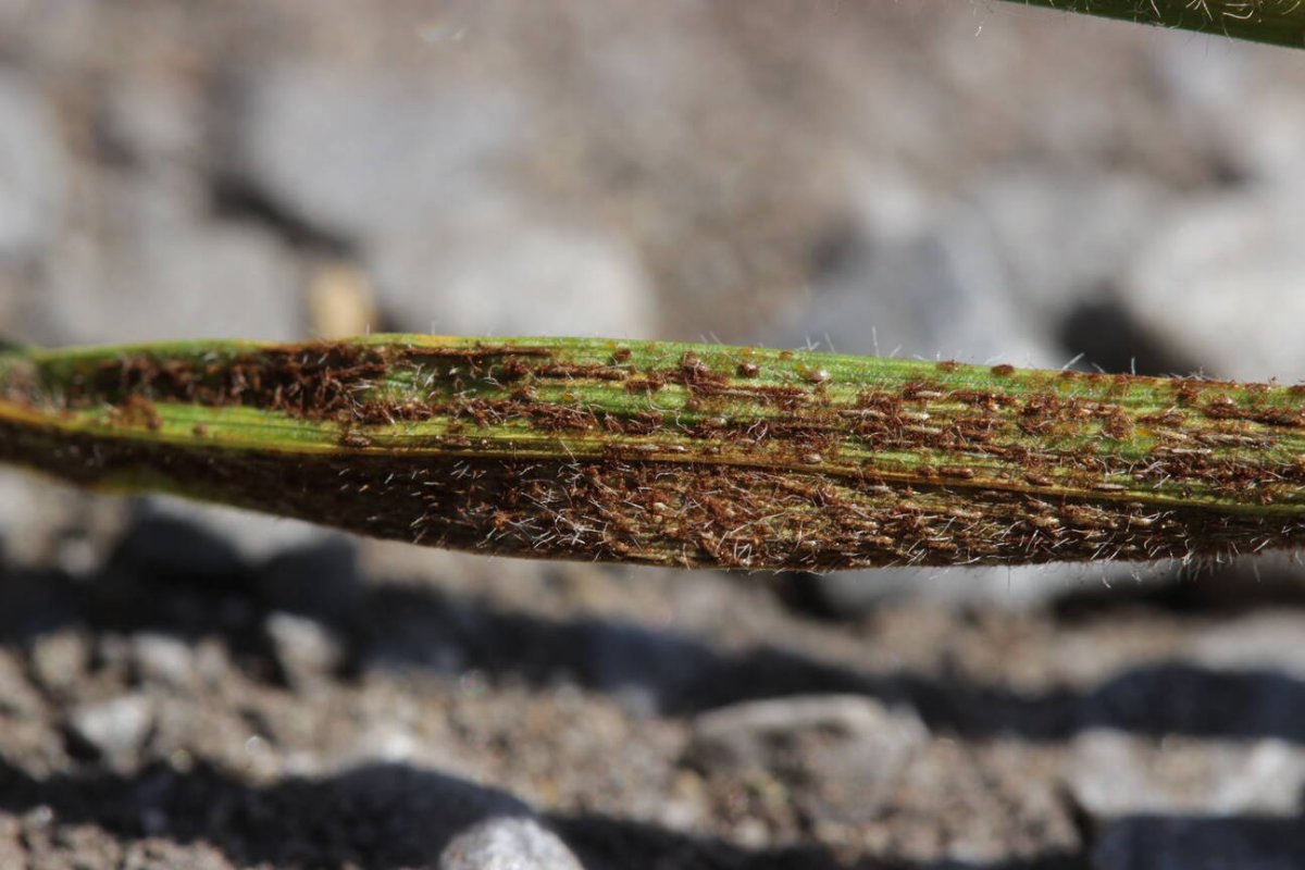 Rheinaue Friemersheim-0079.jpg