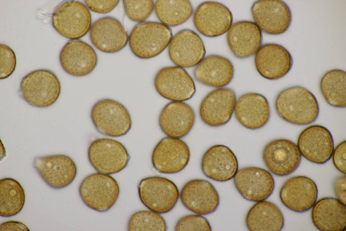 Rheinaue Friemersheim-0123.jpg