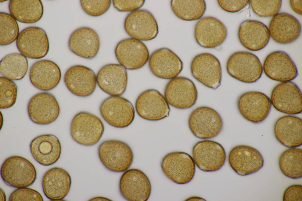 Rheinaue Friemersheim-0124.jpg