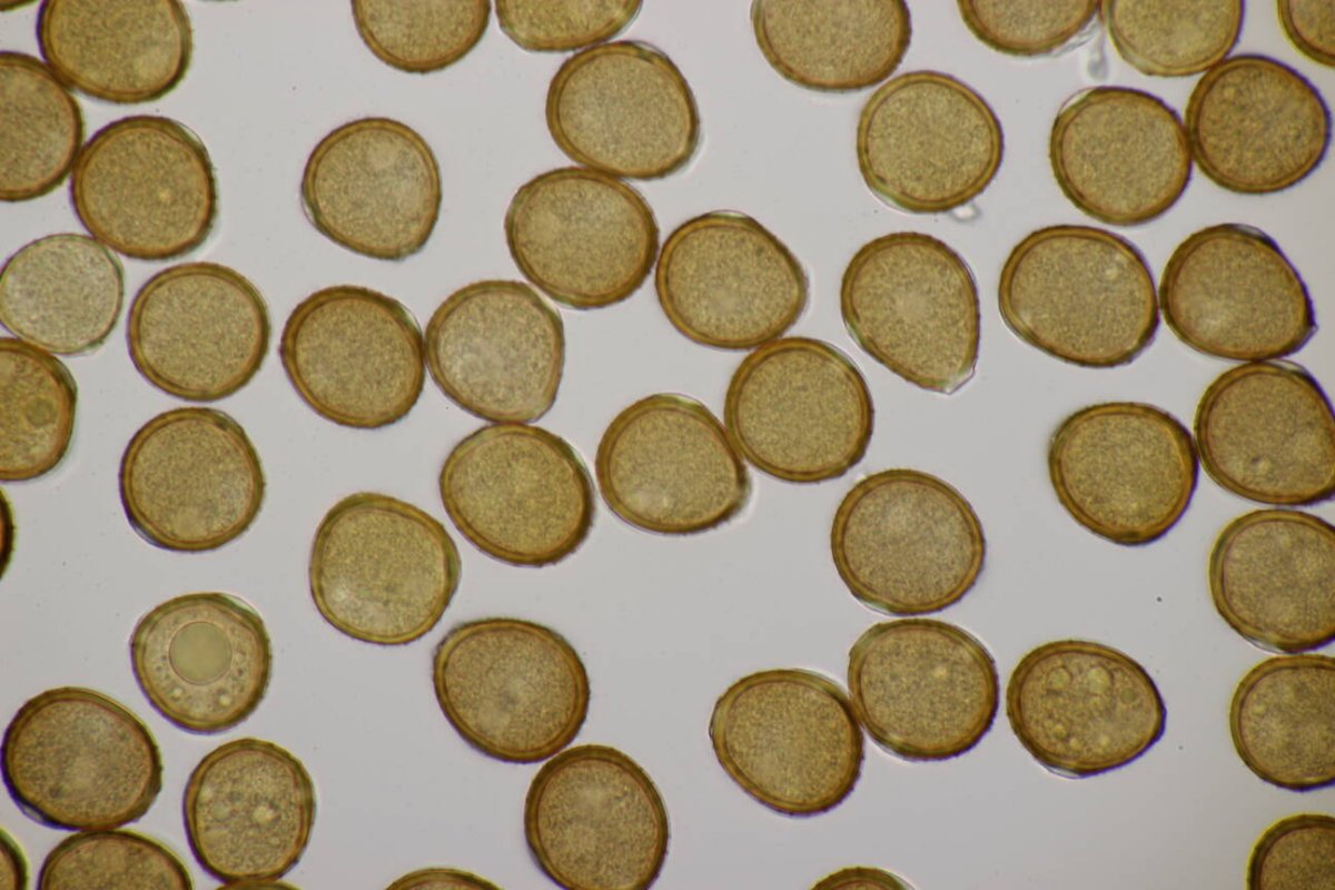 Rheinaue Friemersheim-0125.jpg