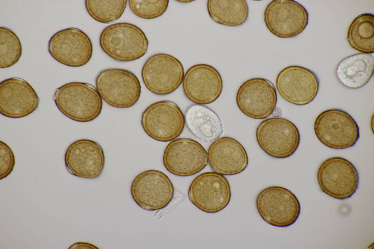 Rheinaue Friemersheim-0126.jpg