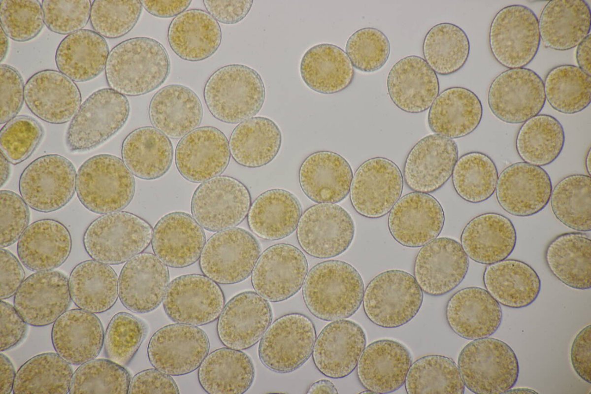 Rheinaue Friemersheim-0093.jpg