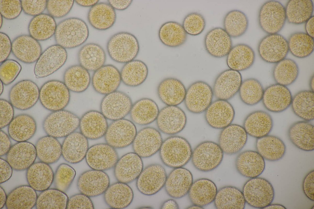 Rheinaue Friemersheim-0094.jpg