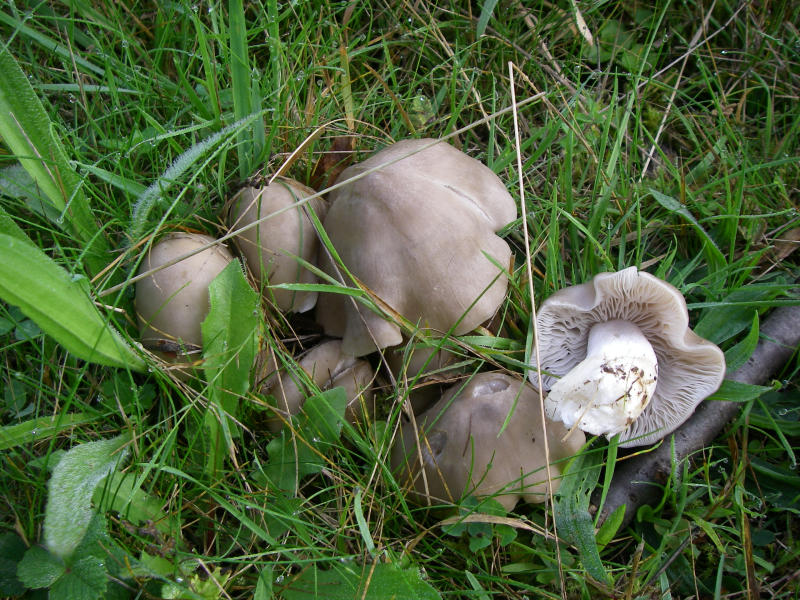 Entoloma_spec 08.jpg