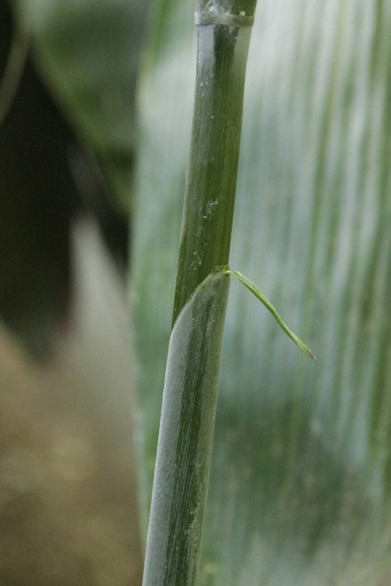 Stadtwald Mülheim-0002.jpg