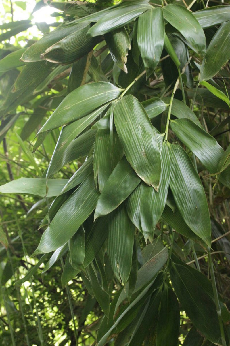 Stadtwald Mülheim-0003.jpg