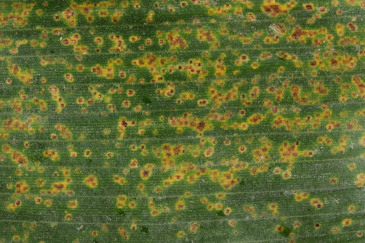 Stadtwald Mülheim-0005.jpg