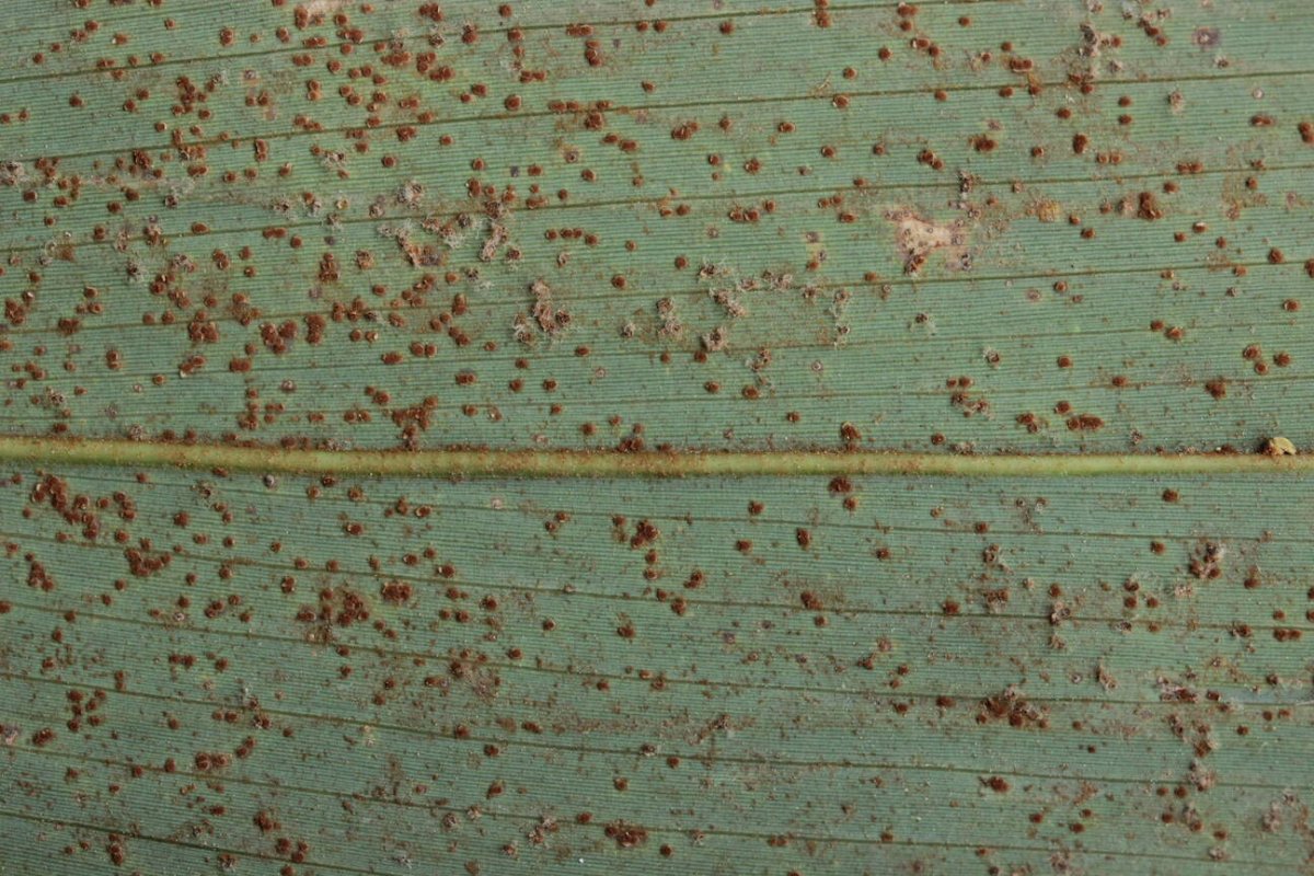 Stadtwald Mülheim-0006.jpg