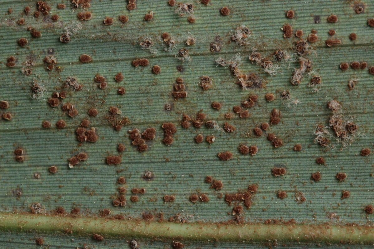 Stadtwald Mülheim-0007.jpg