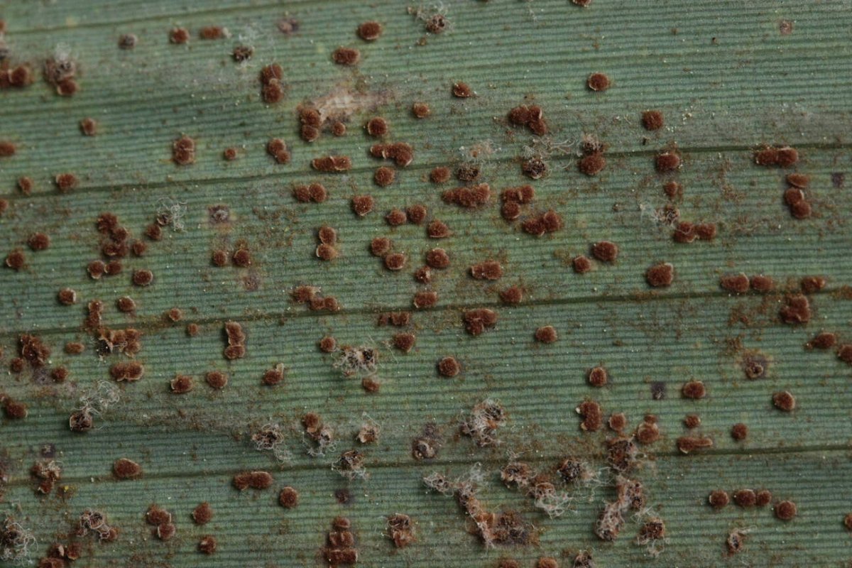 Stadtwald Mülheim-0008.jpg