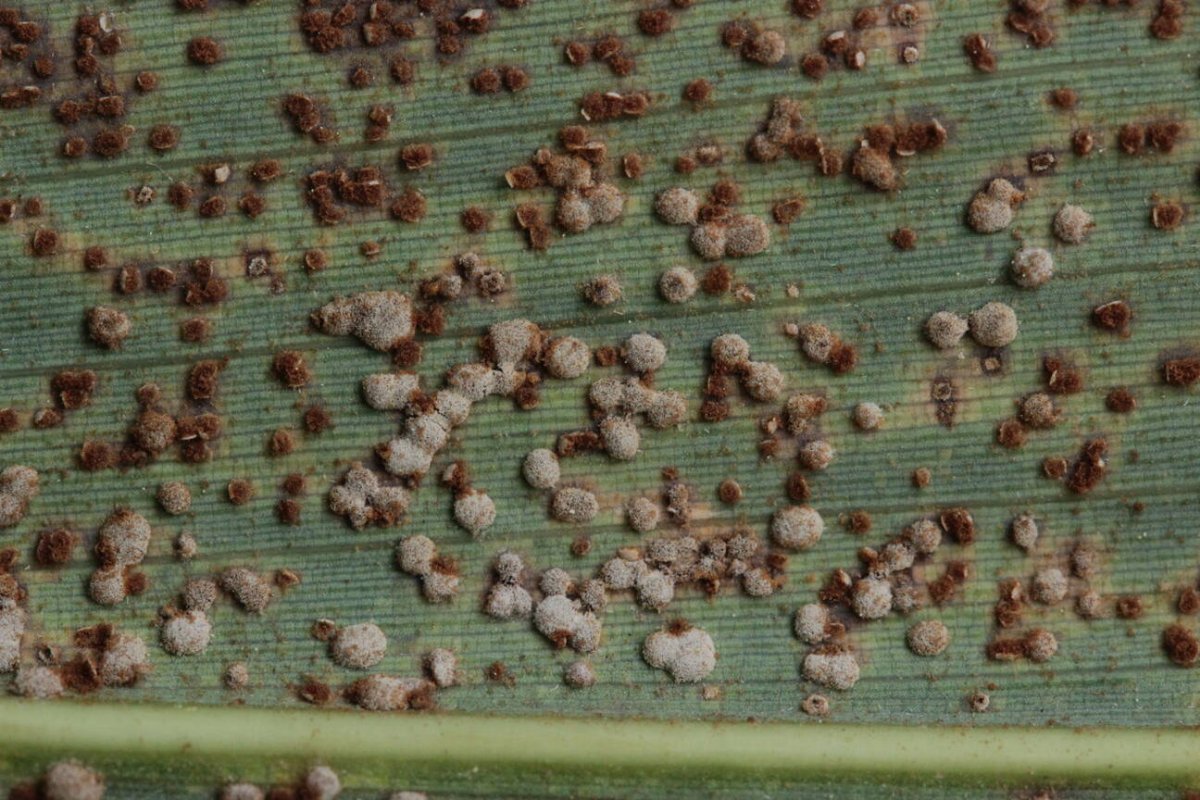 Stadtwald Mülheim-0009.jpg