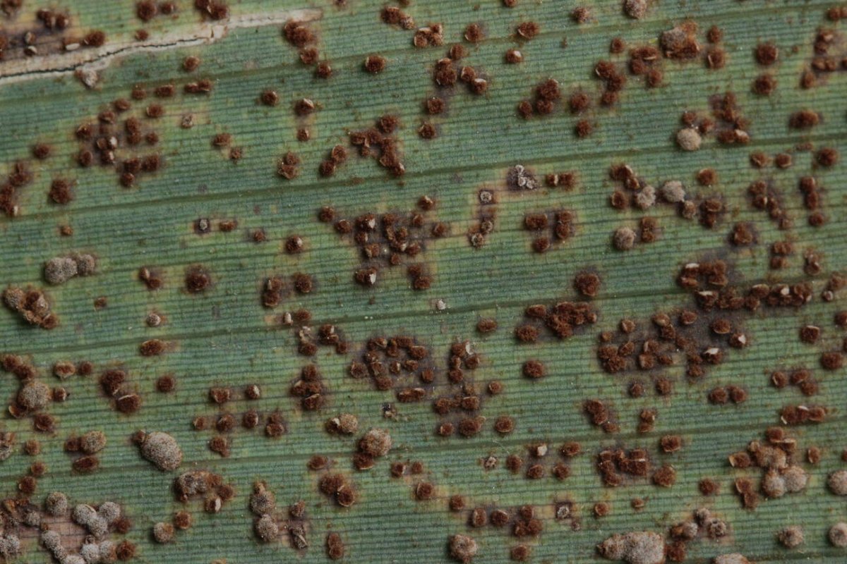 Stadtwald Mülheim-0010.jpg