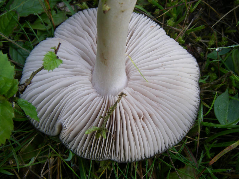 Entoloma_spec _08.jpg