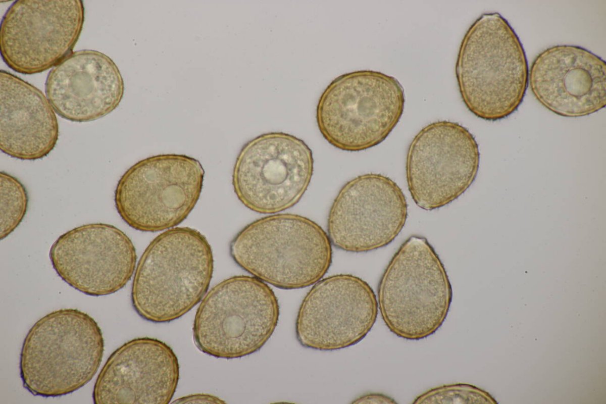 Stadtwald Mülheim-0024.jpg