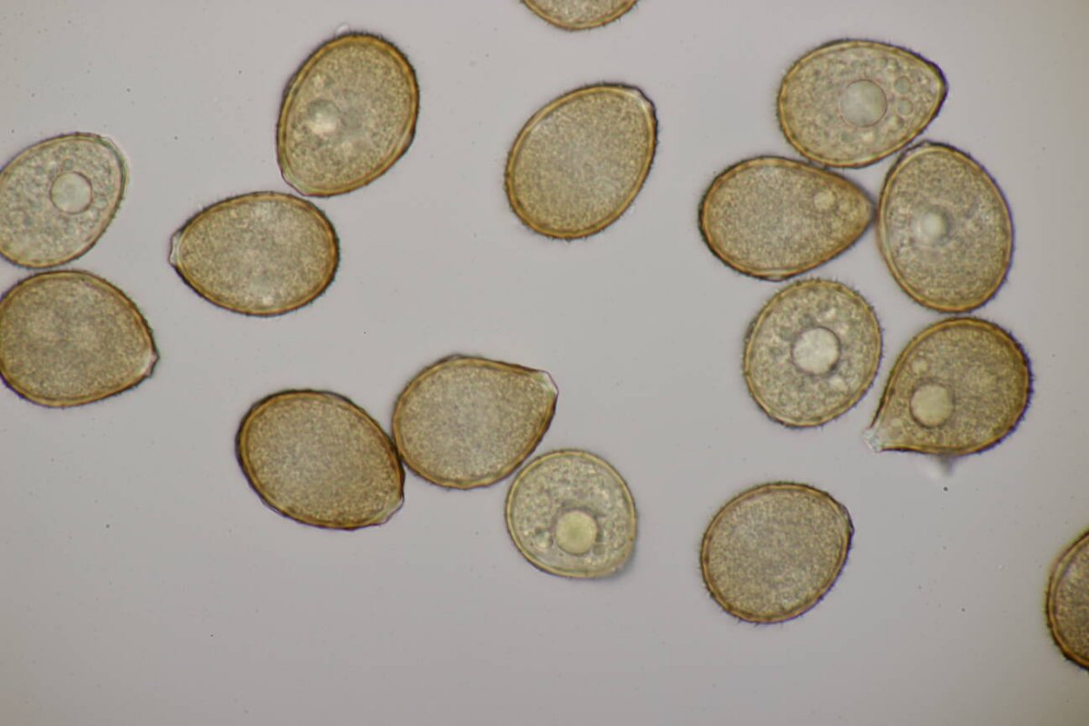 Stadtwald Mülheim-0025.jpg