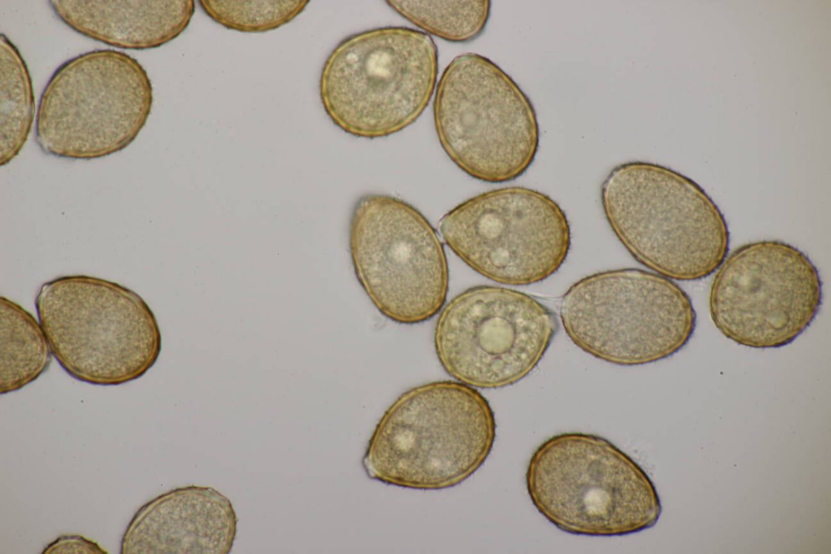 Stadtwald Mülheim-0027.jpg