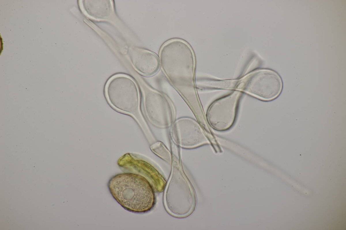 Stadtwald Mülheim-0031.jpg