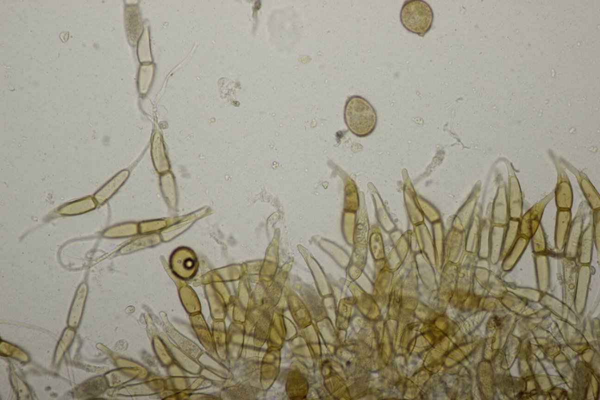 Stadtwald Mülheim-0032.jpg