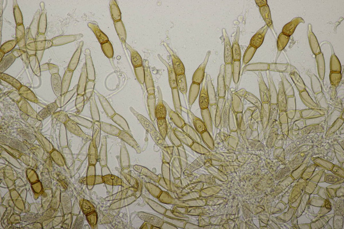 Stadtwald Mülheim-0033.jpg