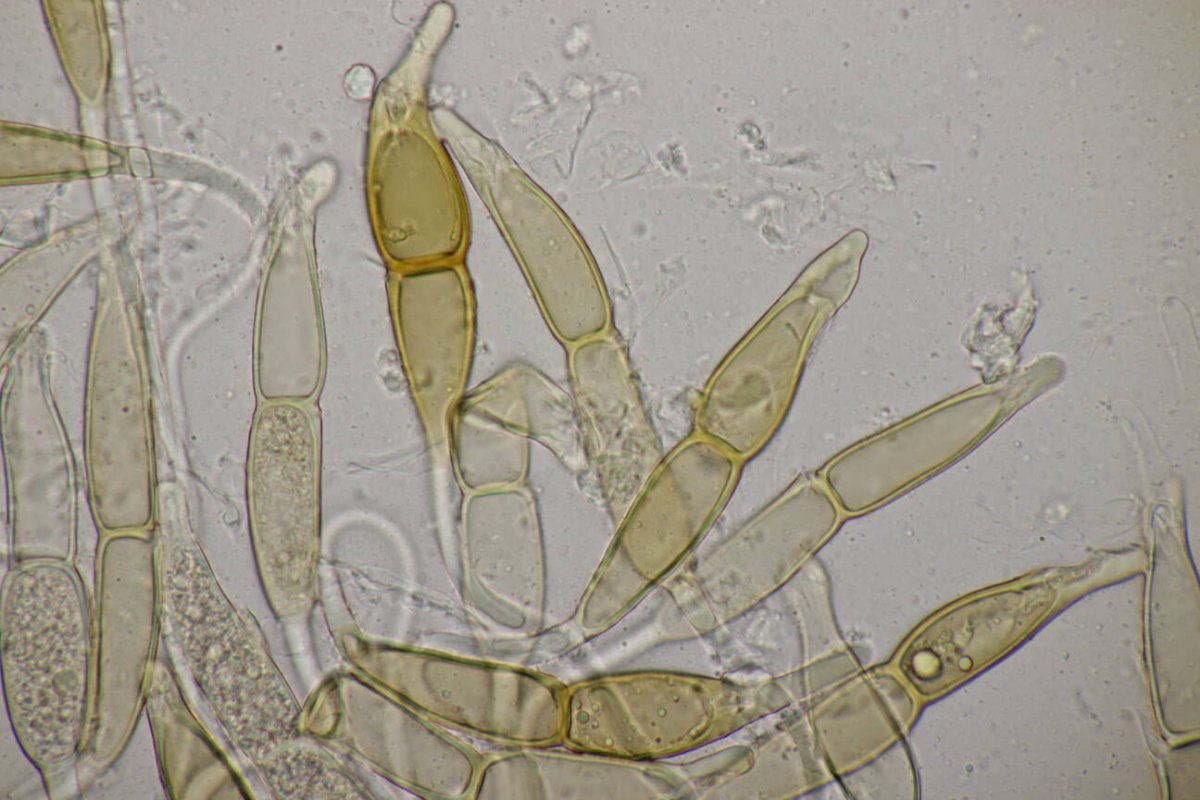 Stadtwald Mülheim-0034.jpg