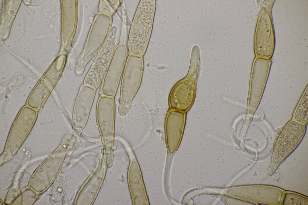 Stadtwald Mülheim-0035.jpg