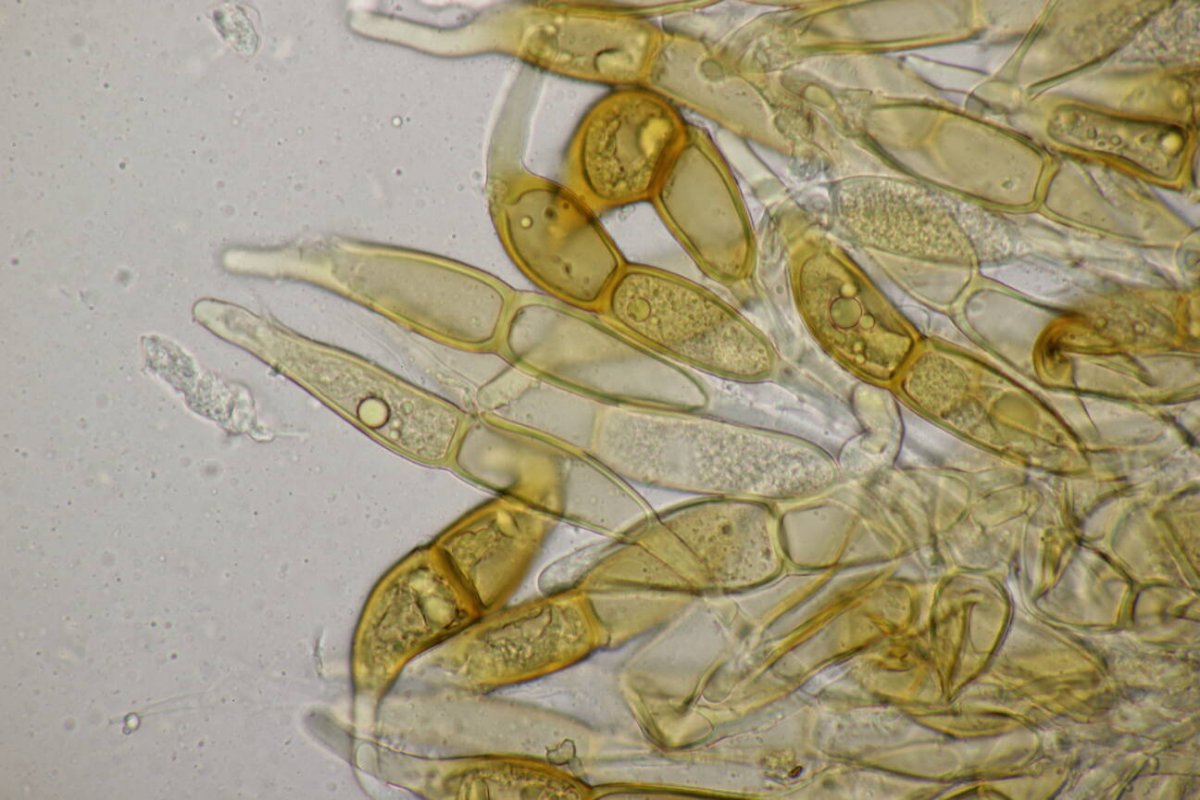 Stadtwald Mülheim-0037.jpg