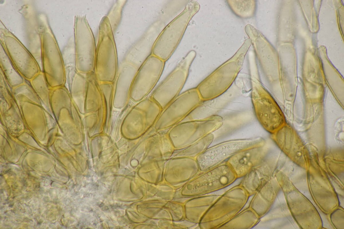 Stadtwald Mülheim-0039.jpg