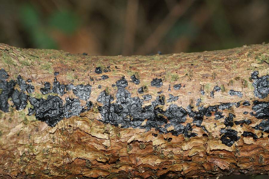 2009-02-26 #1356-w Teerflecken-Drüsling.jpg