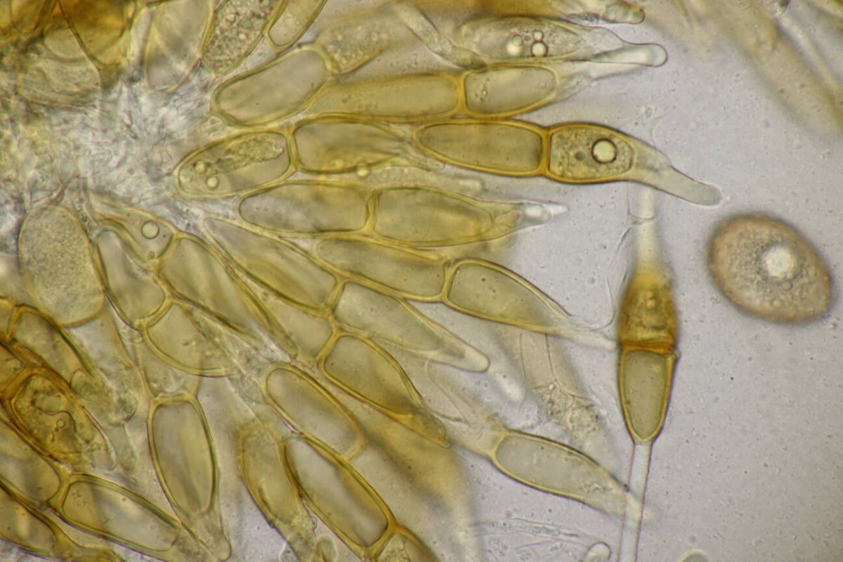 Stadtwald Mülheim-0041.jpg